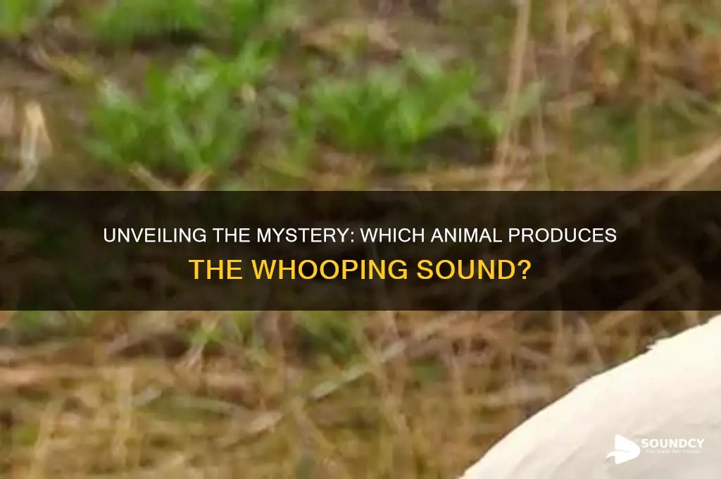 what animal makes whooping sound