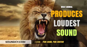 Unbelievably Loud: Discovering the Animal with the World’s Loudest Call