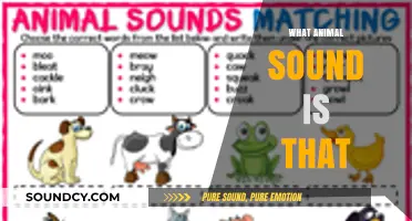 Unraveling Nature's Symphony: Identifying Animal Sounds in the Wild