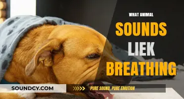 Animal Sounds That Mimic Breathing: Nature's Whispers and Rhythms