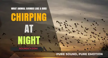 Nocturnal Melodies: Unraveling the Mystery of Bird-like Chirps at Night