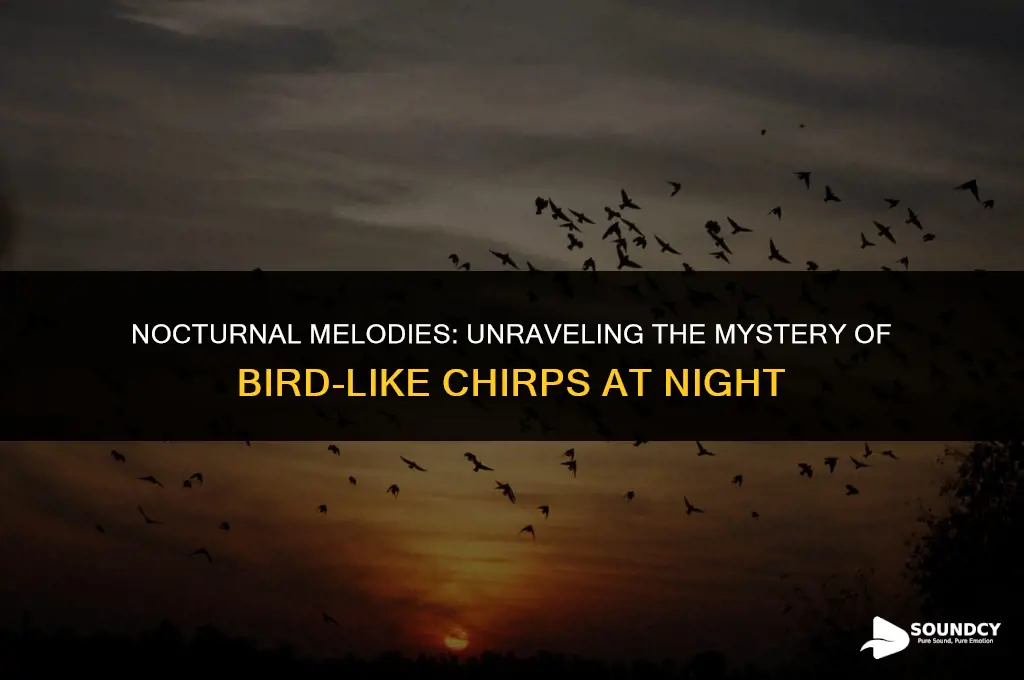 what animal sounds like a bird chirping at night