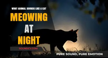 Nocturnal Mimics: Unraveling the Mystery of Cat-like Sounds at Night