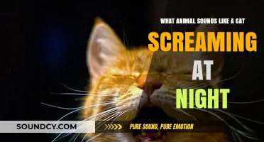 Midnight Mystery: Unraveling the Eerie Cat-Like Screams in the Dark