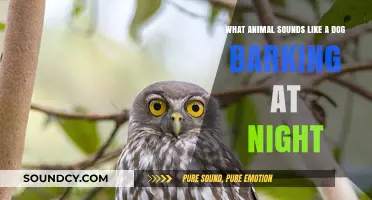 Nocturnal Neighbors: Unraveling the Mystery of Midnight Barks