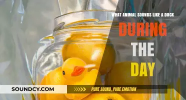 Quack or Not: Daytime Duck Impersonators in the Animal Kingdom