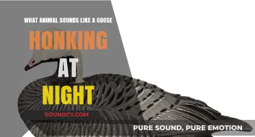 Nocturnal Goose Impersonator: Unraveling the Mystery of Midnight Honks