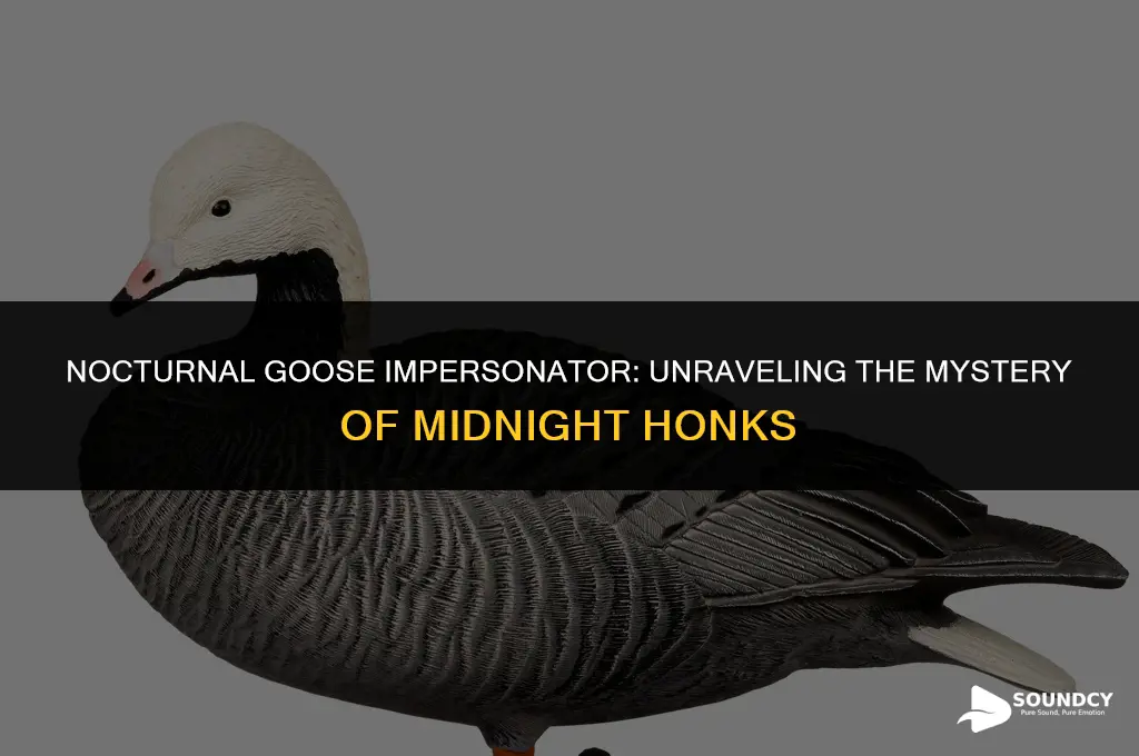 what animal sounds like a goose honking at night