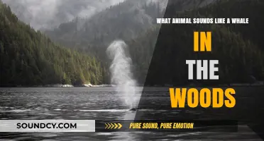 Echoes of the Ocean: Unraveling the Mystery of Whale-like Sounds in the Woods