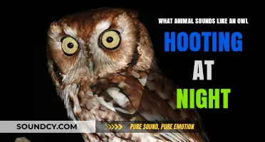 Nocturnal Echoes: Unraveling the Mystery of Owl-like Hoots