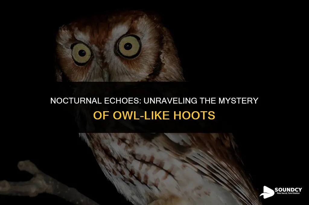 what animal sounds like an owl hooting at night