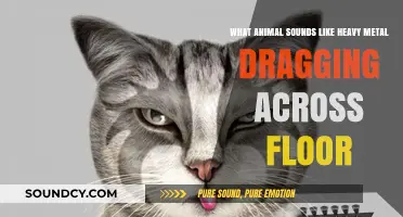 Exploring the Heavy Metal Mystery: Which Animal Mimics Dragging Sounds?