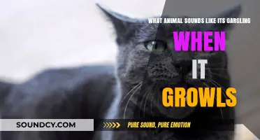 Exploring the Unique Growl of the Gargling Feline