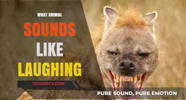 Discover the Hilarious Hyena and Other Animals That Sound Like Laughing