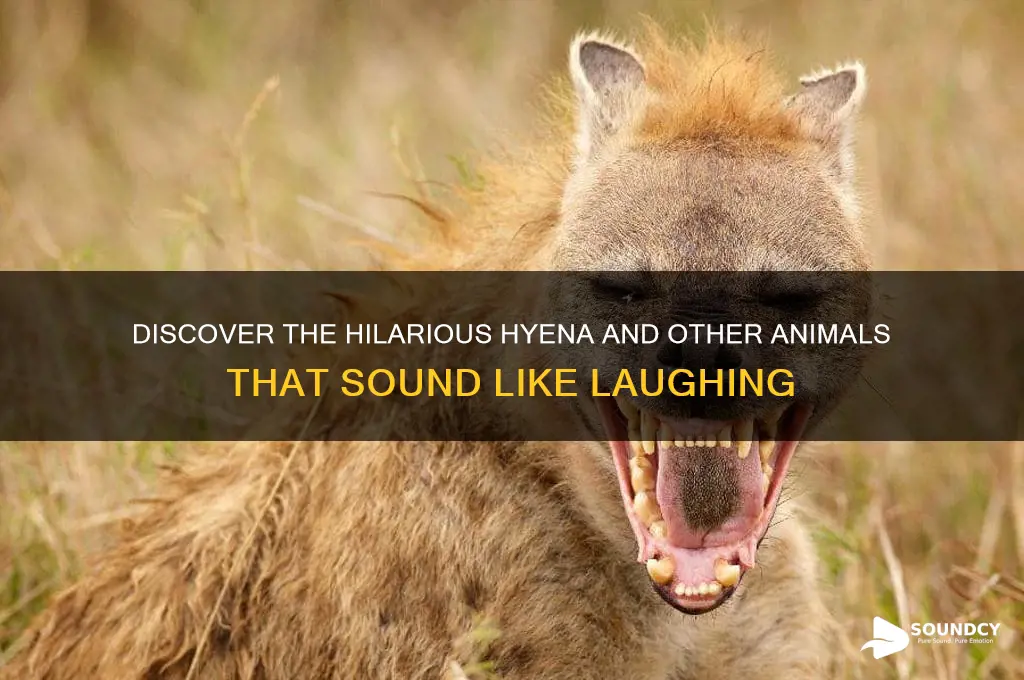 what animal sounds like laughing