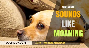 Unusual Animal Noises: Exploring Creatures That Sound Like Human Moans