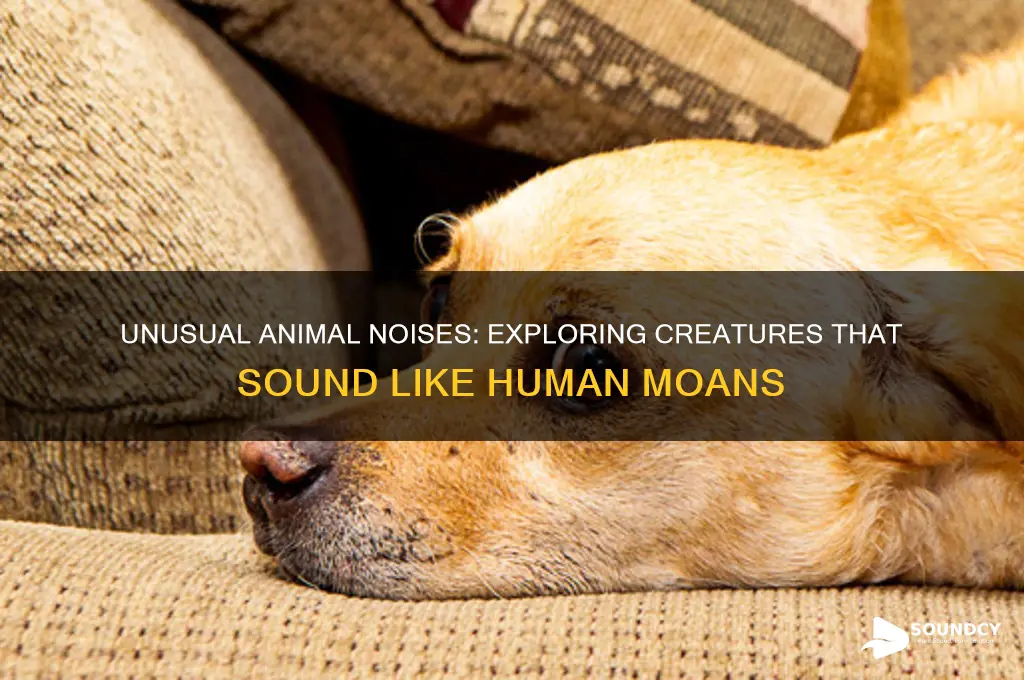 what animal sounds like moaning