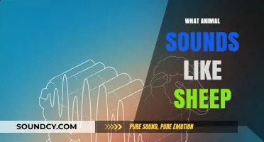 Unraveling Nature's Mimics: Animals That Sound Like Sheep Explained