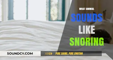 Snoring in the Wild: Animals That Sound Like They're Sawing Logs