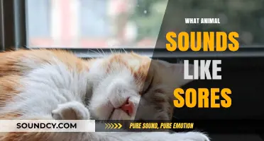 Unraveling the Mystery: Which Animal Mimics the Sound of Snores?