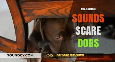 Animal Noises That Terrify Dogs: Uncovering Canine Fears and Reactions