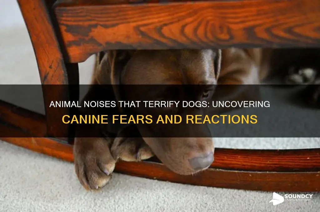 what animal sounds scare dogs