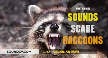 Unleash the Fear: Animal Sounds That Terrify Raccoons Revealed
