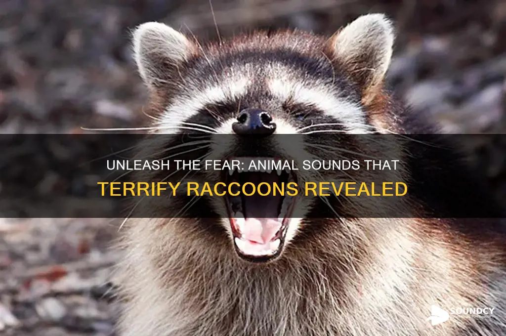 what animal sounds scare raccoons