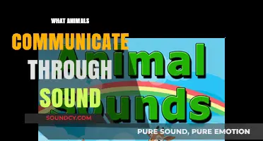 Vocal Wildlife: Exploring Animals That Communicate Through Sound