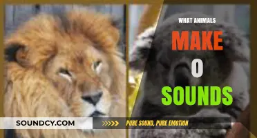 Silent Creatures: Exploring Animals That Produce No Vocal Sounds