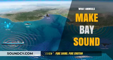 Discover the Bay's Noisy Neighbors: Animals Behind the Sounds