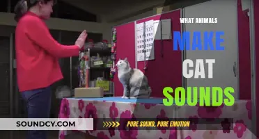 Unusual Cat-Like Noises: Animals That Mimic Feline Sounds Explained