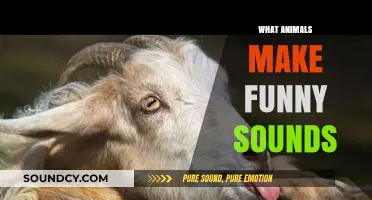 Hilarious Animal Noises: Exploring Nature's Funniest Vocal Creatures