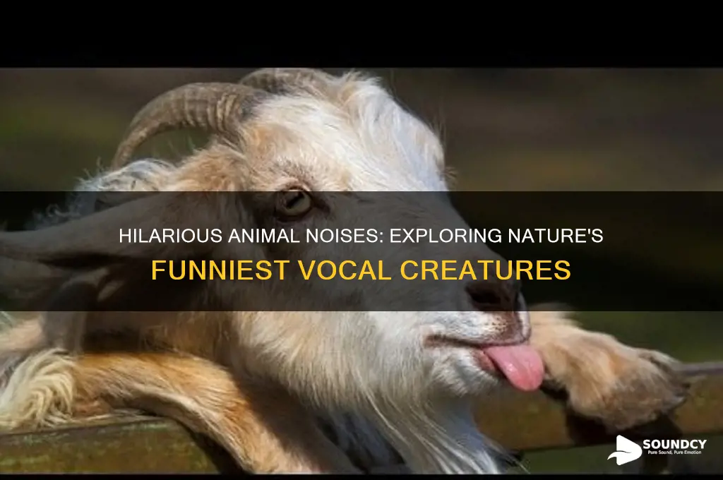 what animals make funny sounds