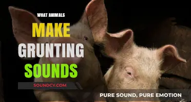 Grunting Creatures: Exploring Animals That Communicate with Snorts and Oinks