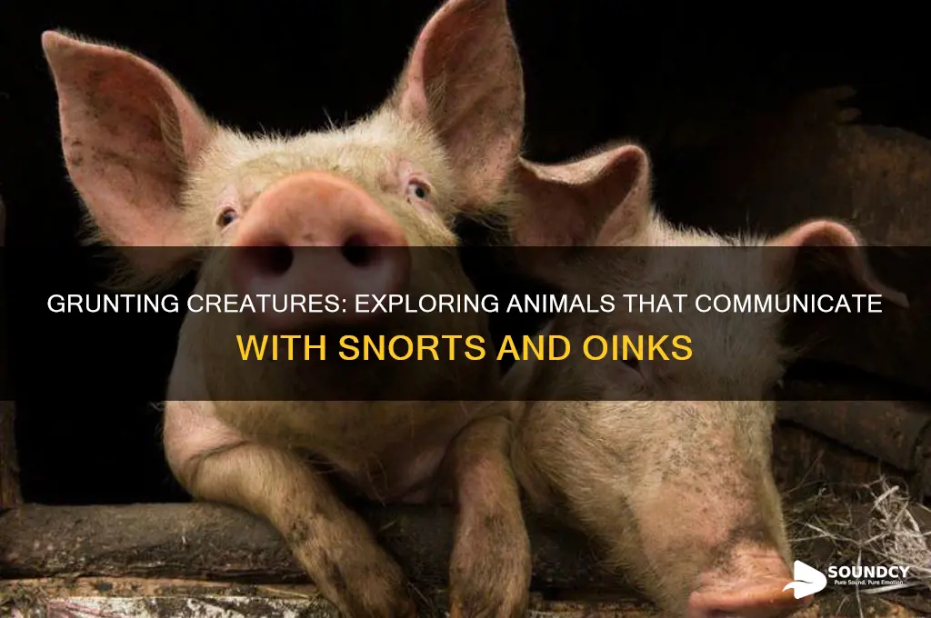 what animals make grunting sounds