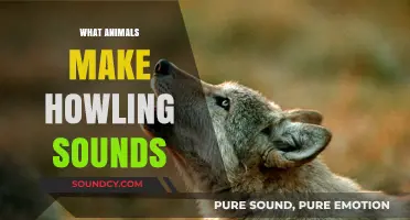 Unveiling the Howlers: Animals Behind the Eerie Howling Sounds