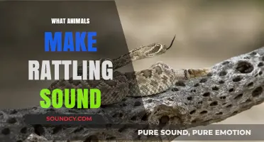Unveiling Nature's Noisy Creatures: Animals That Produce Rattling Sounds