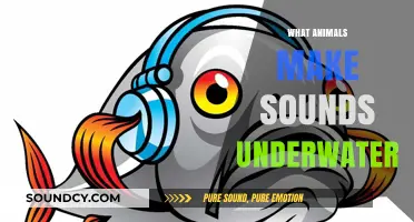 Underwater Symphony: Exploring Animals That Create Sounds Beneath the Waves