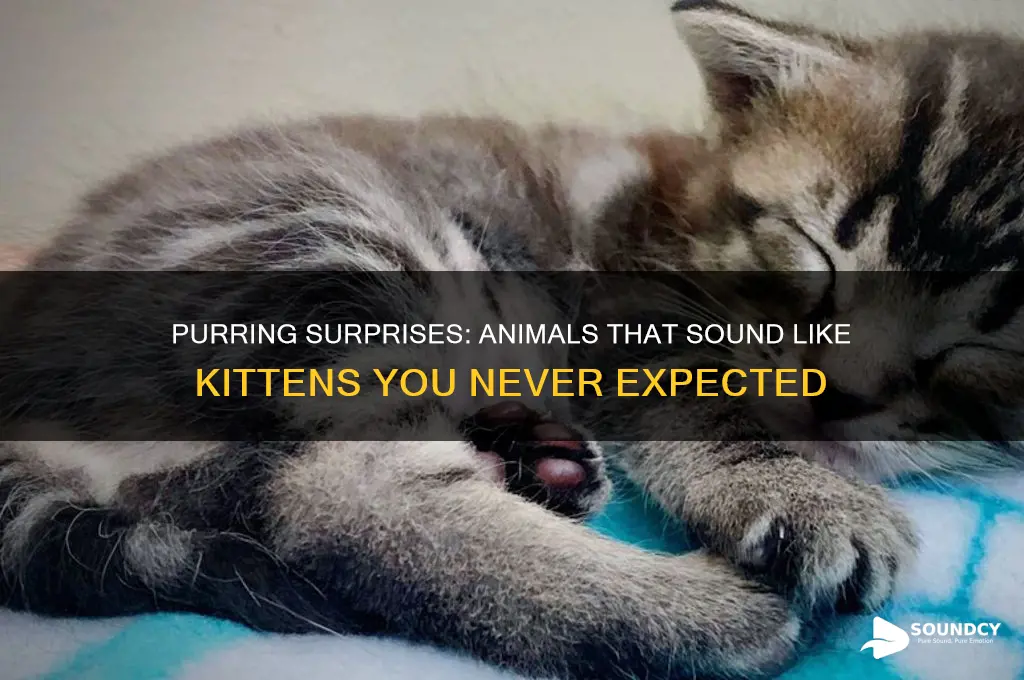 what animals sound like kittens