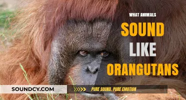 Unveiling the Surprising Calls of Animals That Mimic Orangutan Sounds