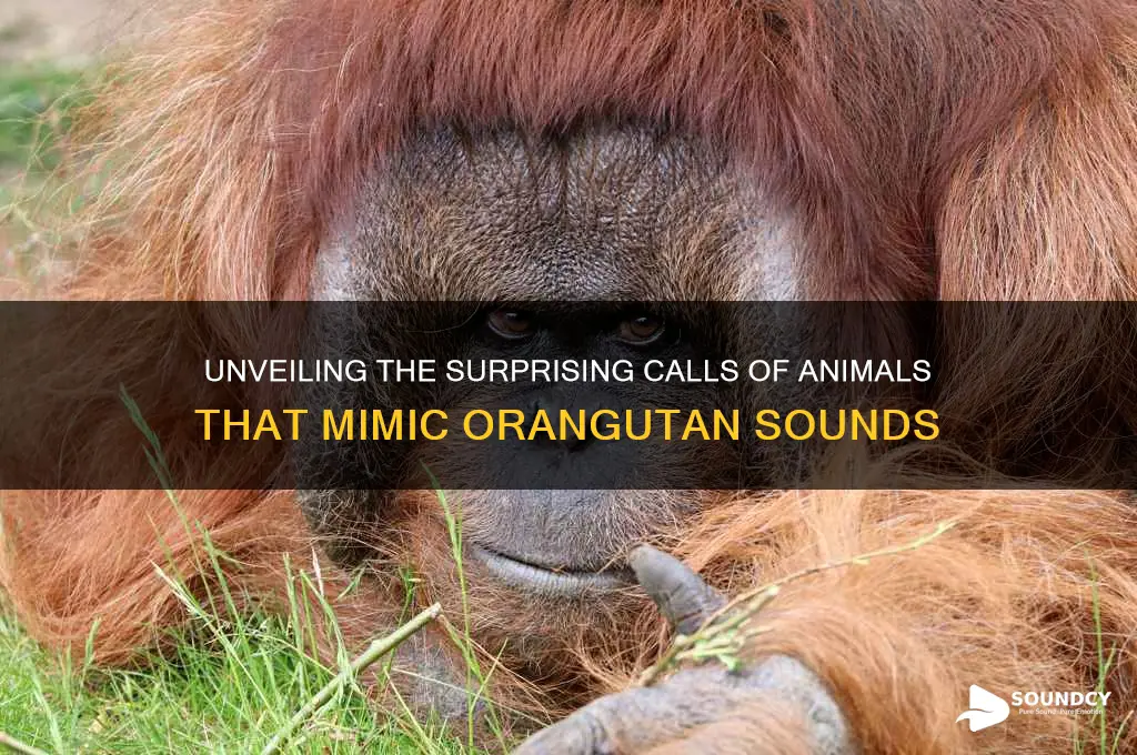 what animals sound like orangutans