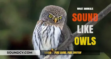 Animals That Mimic Owl Calls: Surprising Vocal Impersonators in Nature