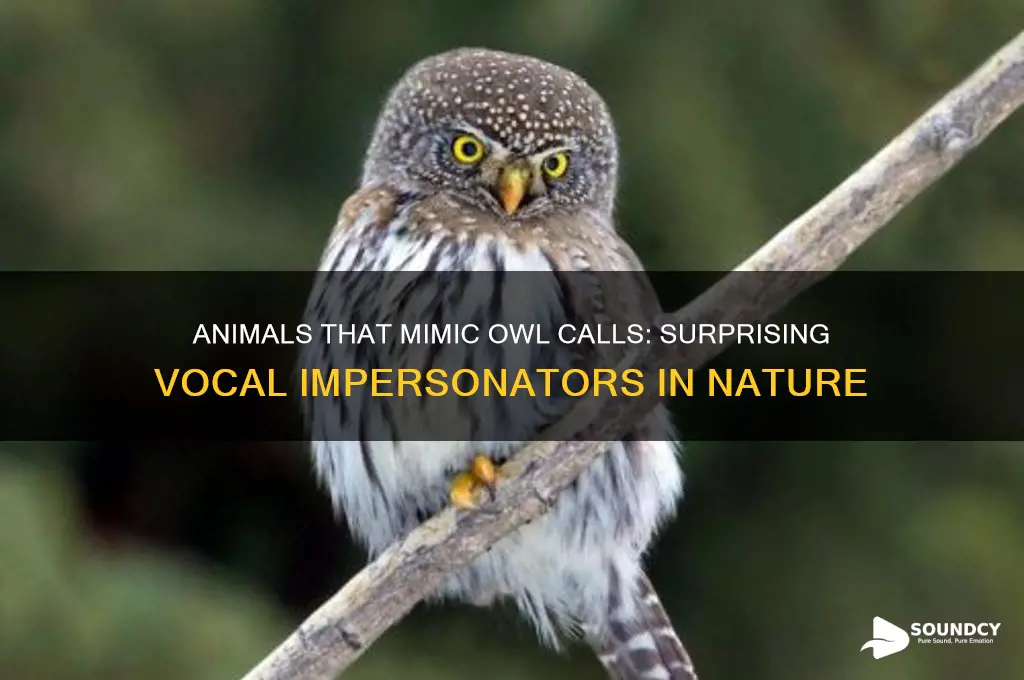 what animals sound like owls