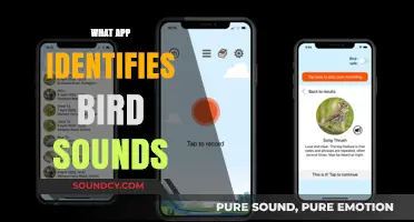Discover Bird Species Instantly: Top Apps for Identifying Bird Sounds