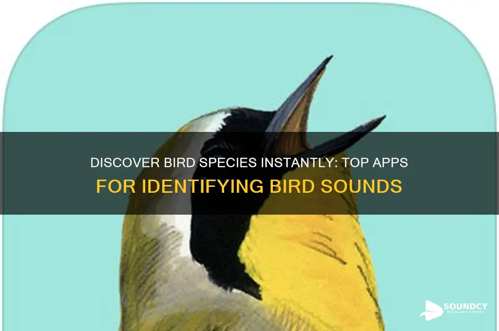 what app identifies bird sounds