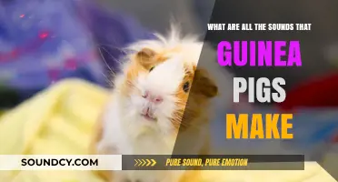 Decoding Guinea Pig Chatter: A Guide to Their Squeaks and Squeals