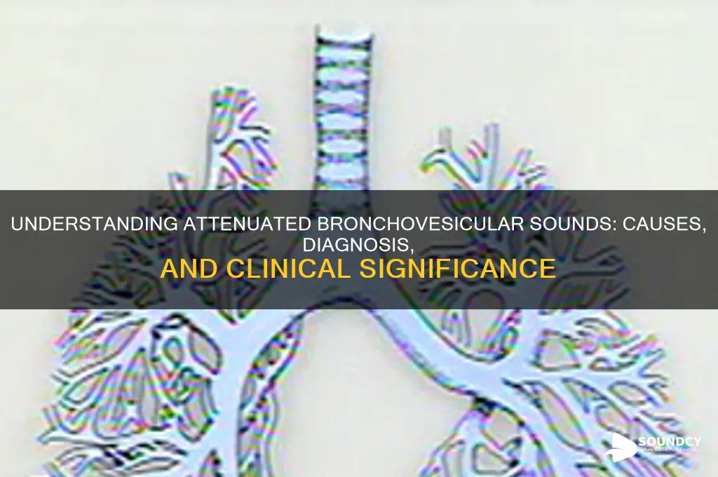 what are attenuated bronchovesicular sounds