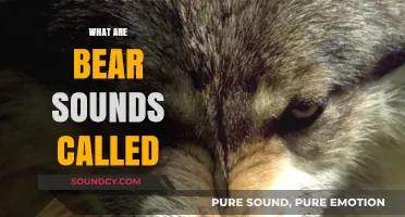 Unveiling the Unique Vocalizations: What Are Bear Sounds Called?