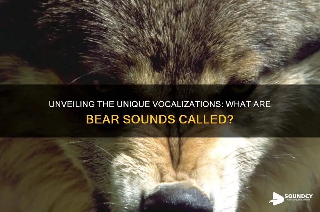 what are bear sounds called